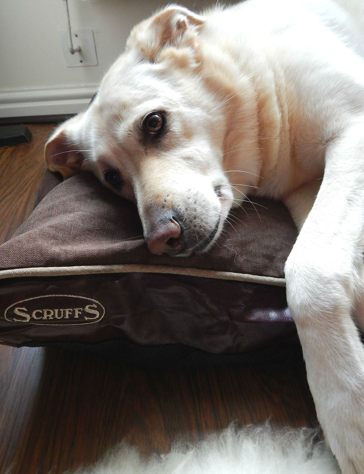 Senior dog resting comfortably at home